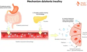 Po jedzeniu rośnie poziom glukozy. Trzustka uwalnia insulinę, która działa jak klucz, otwierając transporter glukozy do komórek.
