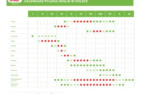 Kalendarz pylenia roślin w Polsce. Brzoza pyli intensywnie od marca do maja, z nasileniem w kwietniu.