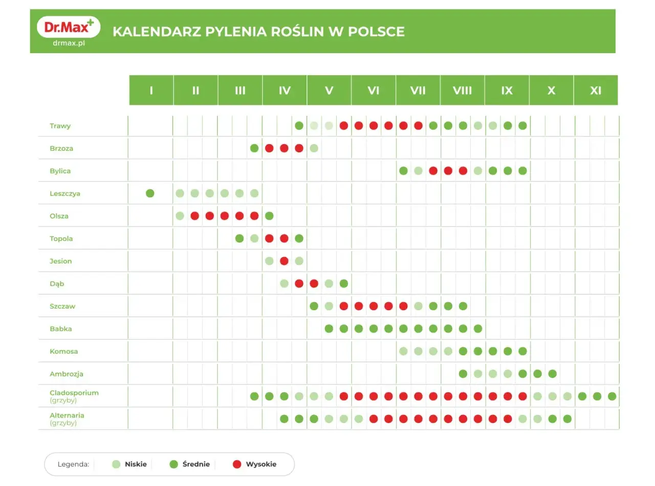 Kalendarz pylenia roślin w Polsce. Brzoza pyli intensywnie od marca do maja, z nasileniem w kwietniu.