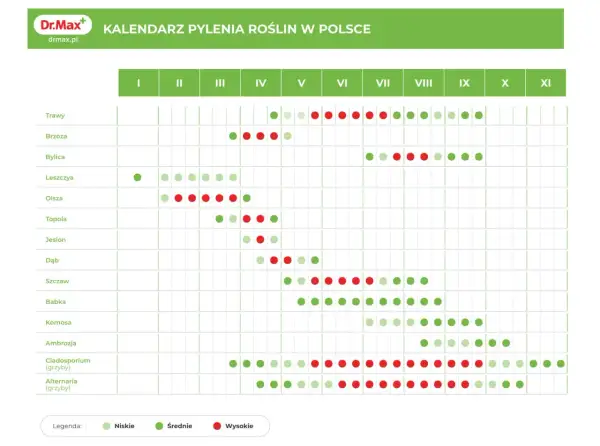 Kalendarz pylenia roślin w Polsce. Brzoza pyli intensywnie od marca do maja, z nasileniem w kwietniu.